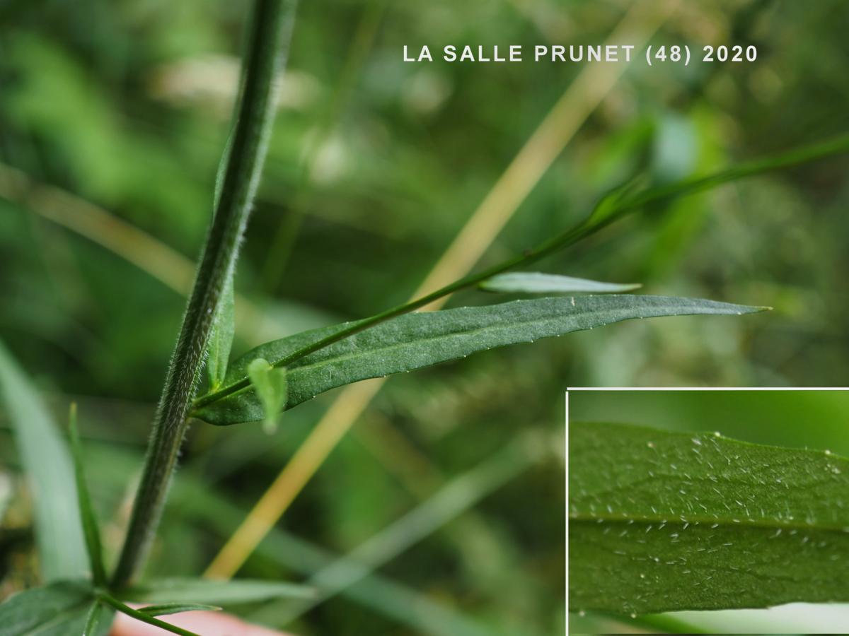 Bellflower, Rampion leaf